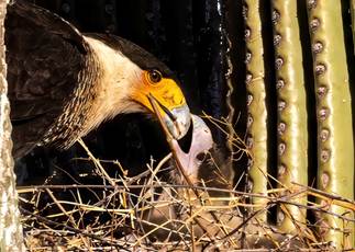 Ink Free No. 8 (July 2024)